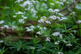 Waldmeister, Wald-Meister, Wohlriechendes Labkraut, Galium odoratum, Sweet Woodruff, sweetscented bedstraw, woodruff, wild baby's breath, le Asperule