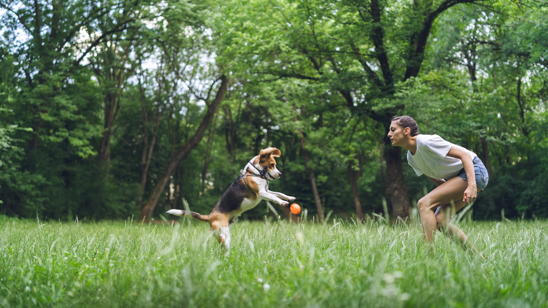 Owner playing fetch with her dog