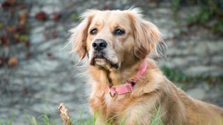 Majestic dog wearing collar