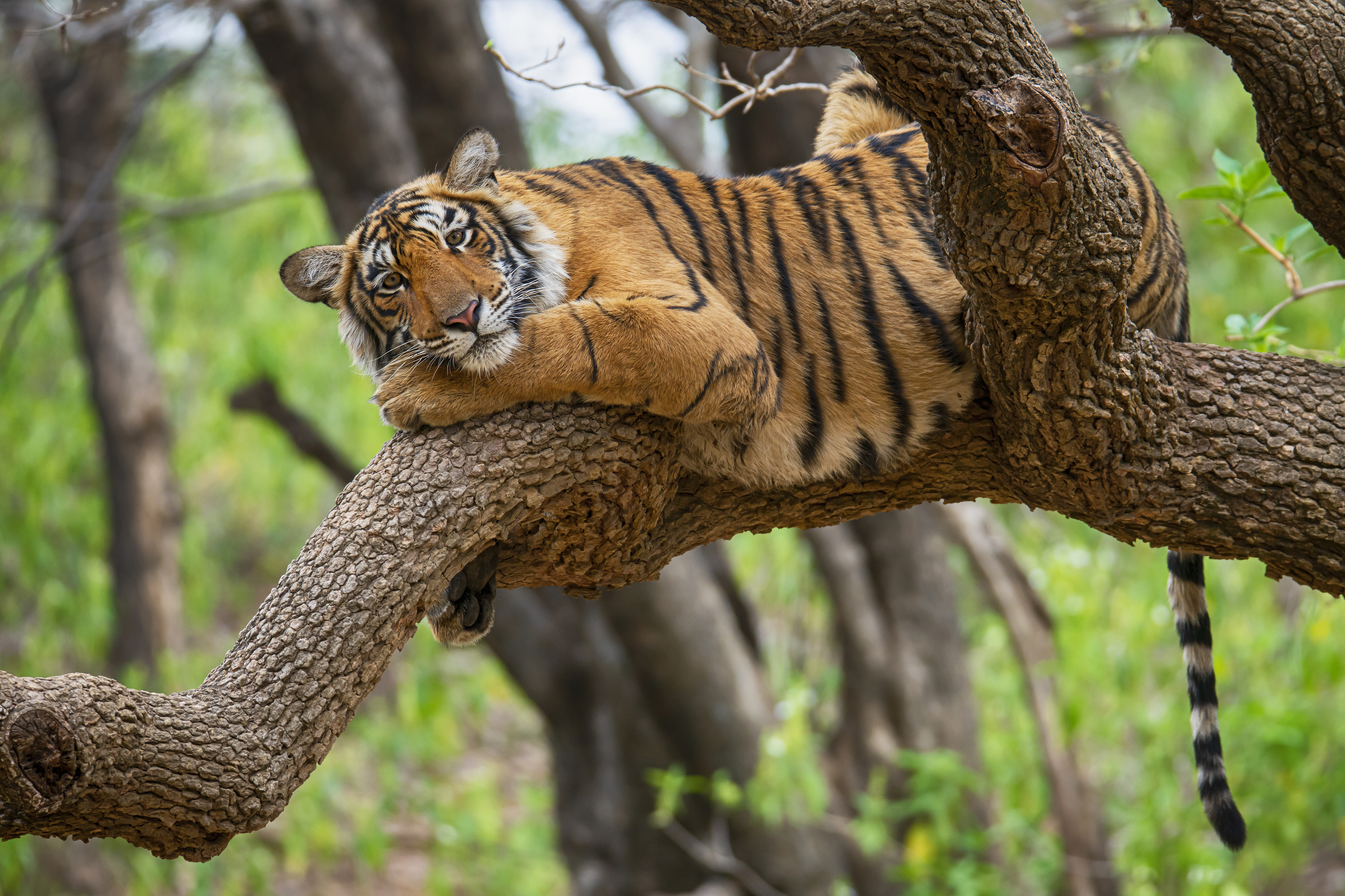 A lonely Bengal tiger