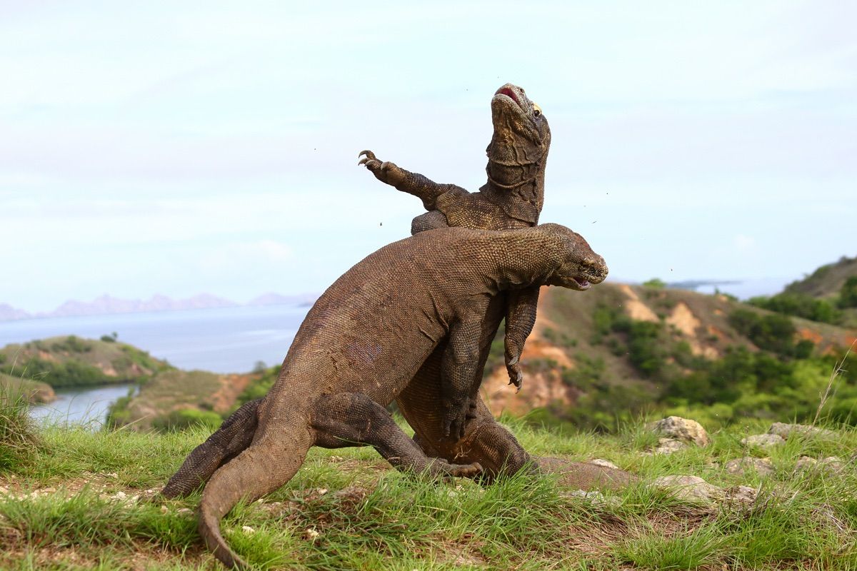 largest animal ever lived