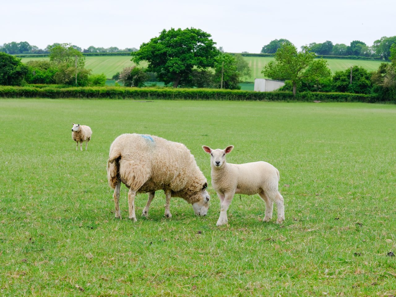 A cropped photo of a sheep and lamb in a green field. The image is still very sharp despite the crop.