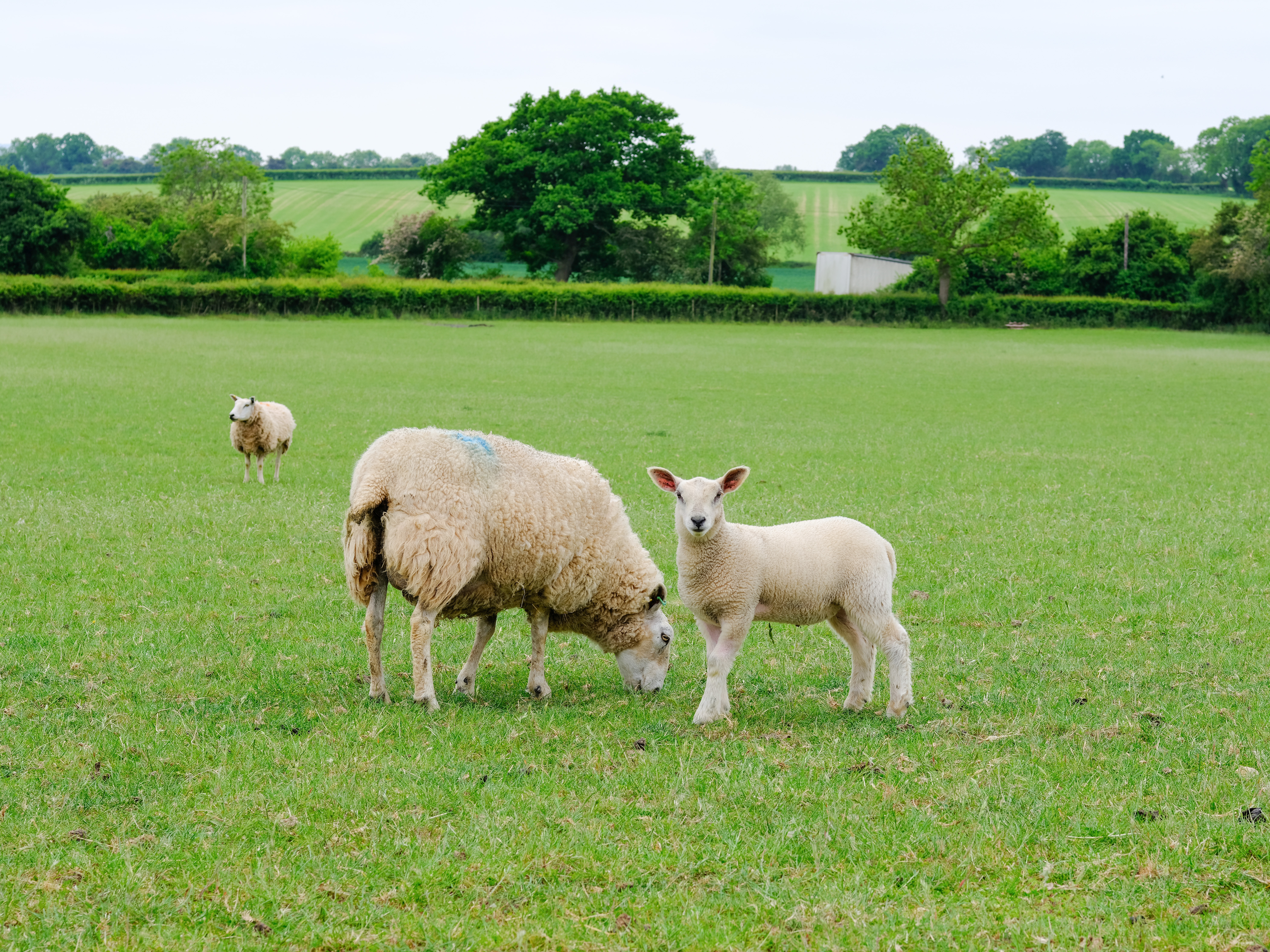A cropped photo of a sheep and lamb in a green field. The image is still very sharp despite the crop.