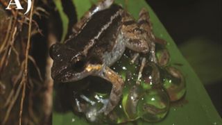 A frog sits on top of its jelly-like eggs while on a leaf.
