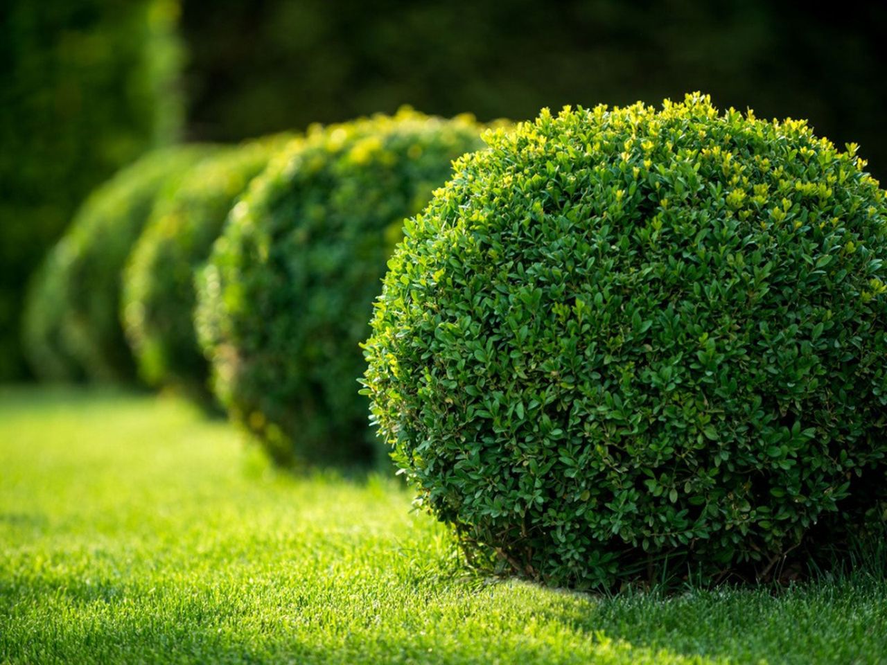 Sphirical Shrubs In An Evergreen Garden