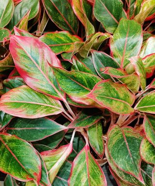 Chinese evergreen ''Siam Aurora'