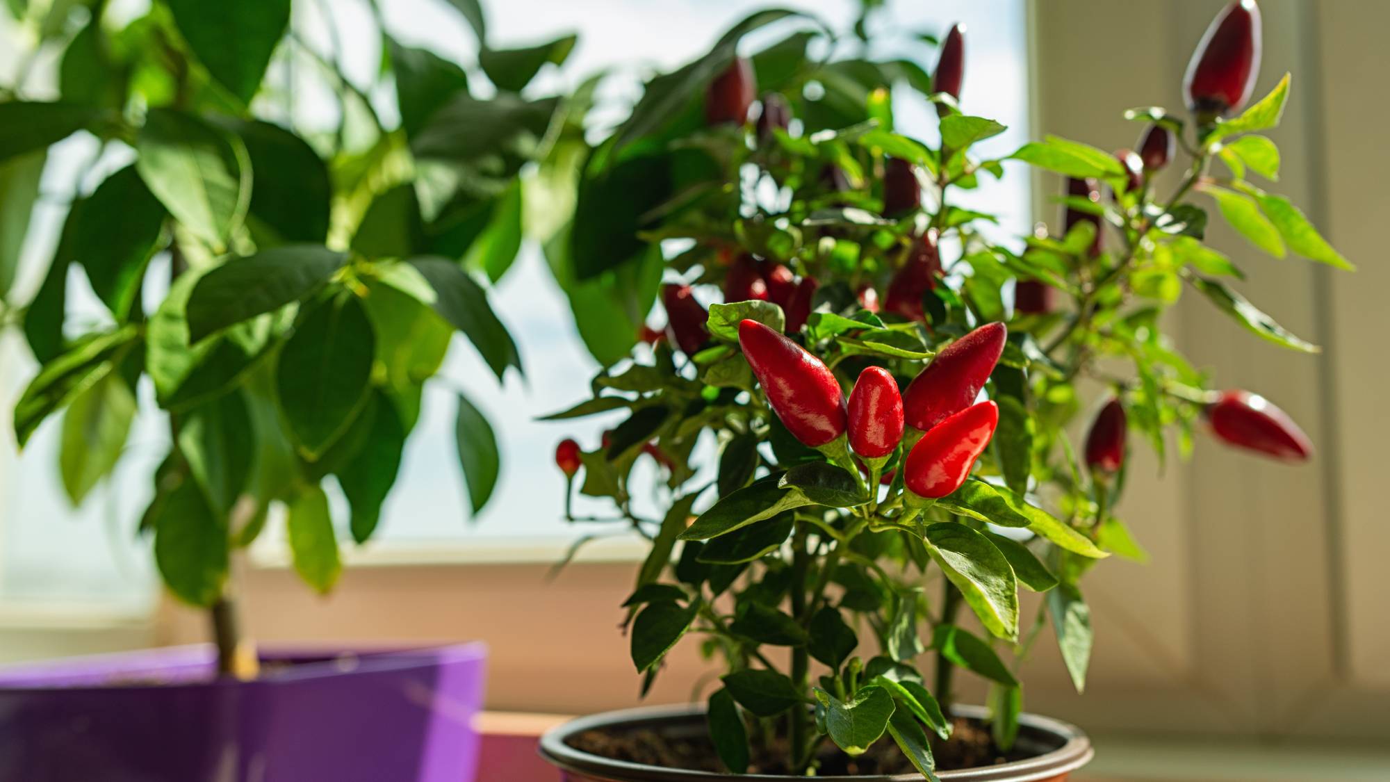 Overwintering peppers indoors
