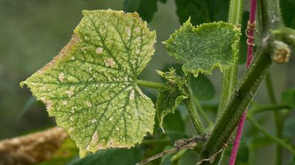 spider mite damage to cucumber leaf