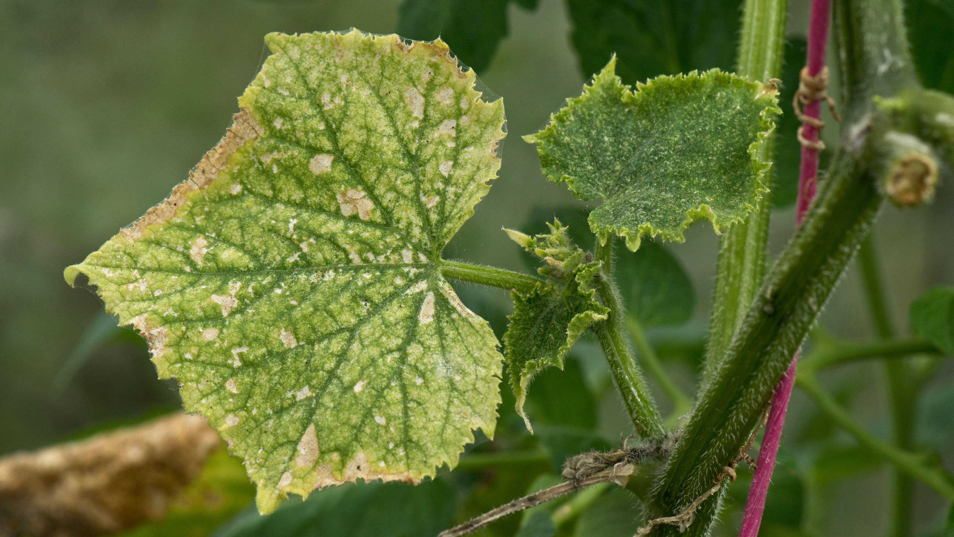 Cucumber Diseases And Pests How To Tackle 5 Common Issues Gardeningetc