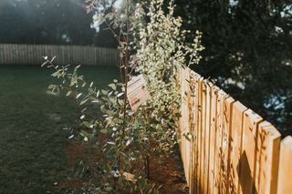 a young eucalyptus tree in a backyard