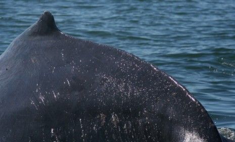 The noises that male humpback whales sing underwater are catchy tunes, according to scientists, and mimicked by other whales.