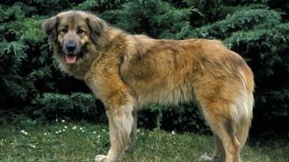 side profile of an Estrela mountain dog