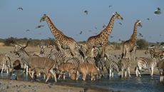 A watering hole filled with giraffes, zebras and kudus at Etosha National Park in Namibia.