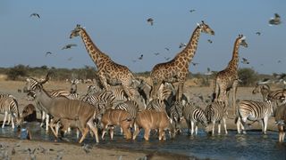 A watering hole filled with giraffes, zebras and kudus at Etosha National Park in Namibia.