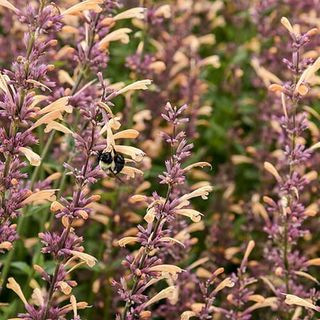 Queen Nectarine Hummingbird Mint 