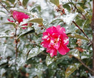 camellia shrub in flower in the snow