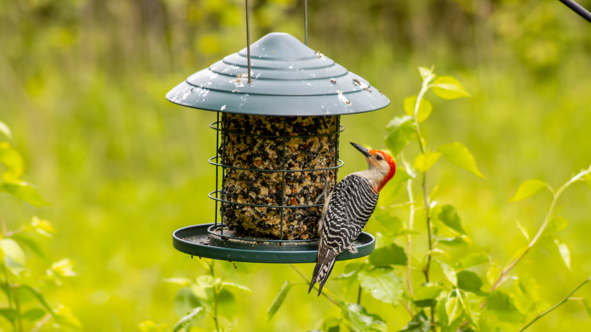 woodpecker on a bird feeder