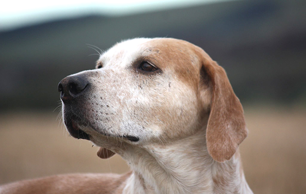 Scotia, a retired Lauderdale foxhound, is now enjoying an easy life by the Aga with five cats and two Jack Russell terriers for company. "Life is good" explains Heather Runciman, who also walked Scotia as a puppy