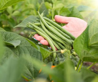 A hand with freshly harvested bush beans