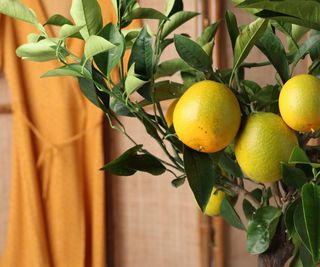 Lemon tree growing indoors