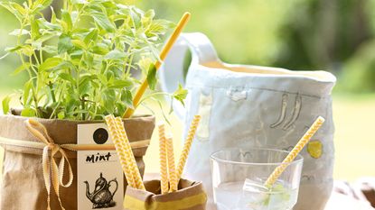 Tray with straws, glass, jug and mint plant