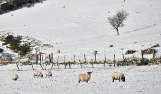 Sheep are seen in fields covered in snow during Storm Eunice on February 18, 2022 in Portstewart, Northern Ireland