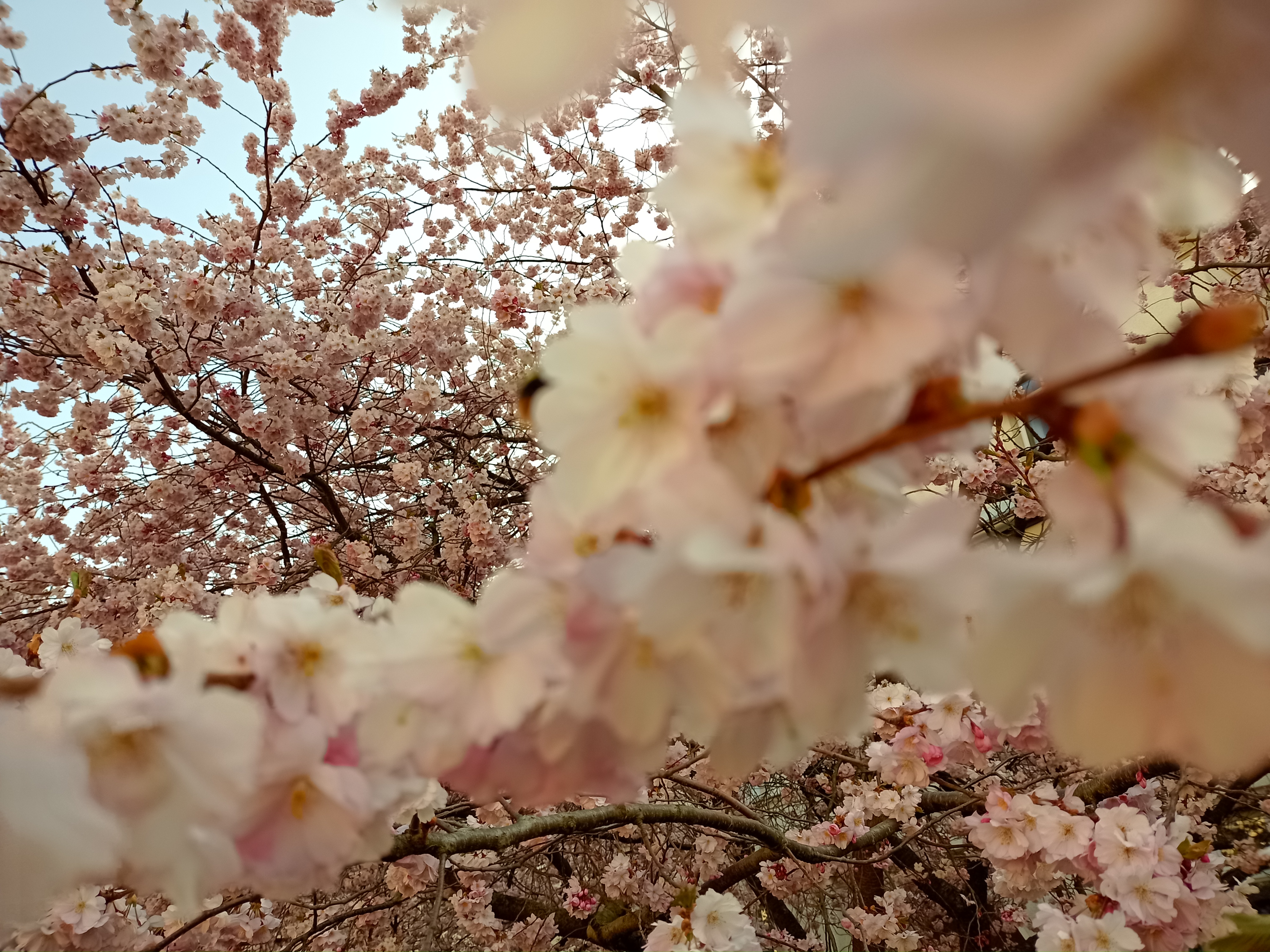 Kirschblüten Wiko View 5