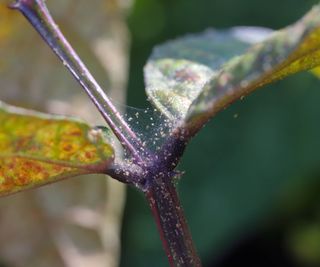 Tiny spider mites in thin web around plant leaves