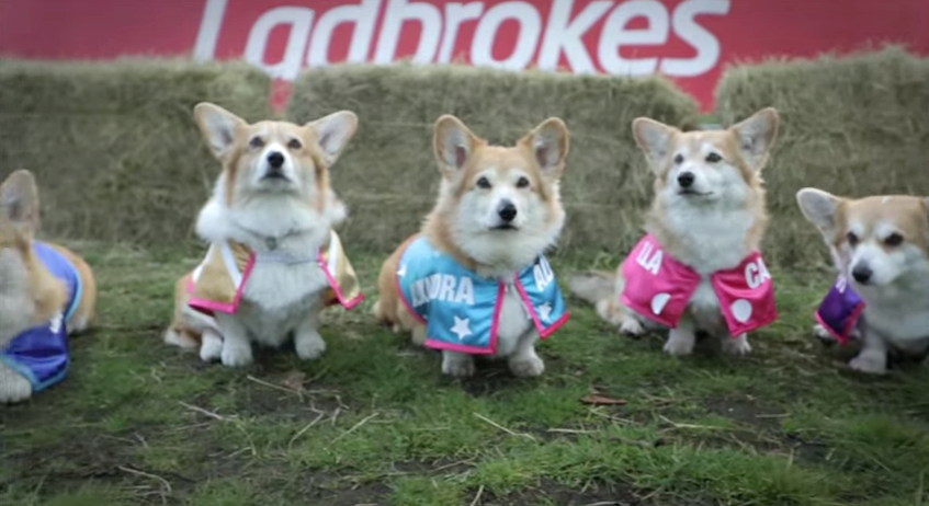 Royal corgi race