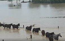floodedrescue.jpg