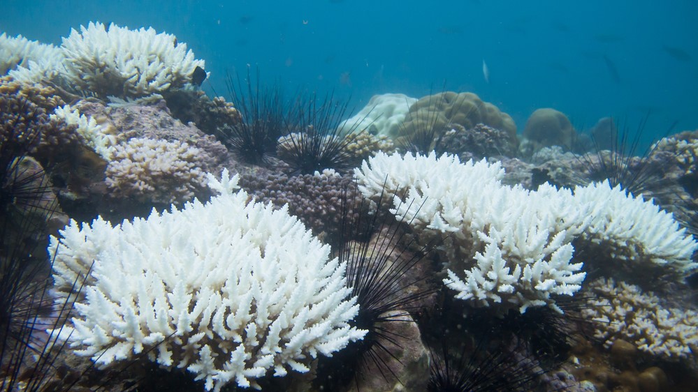 Massive 'pristine' reef of giant rose-shaped corals discovered lurking ...