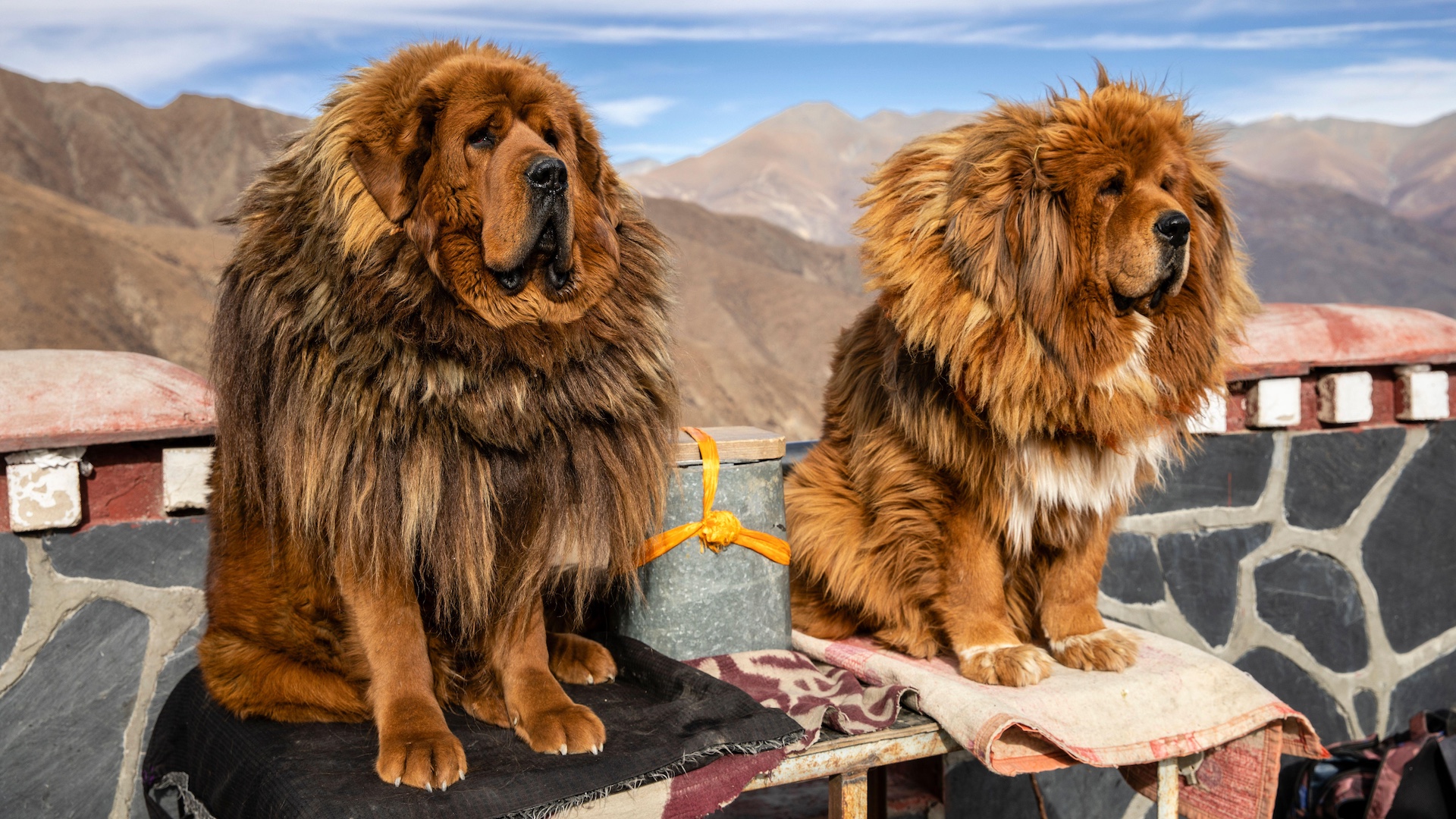 Two tibetan mastiffs in Tibet