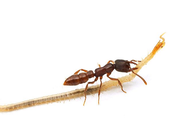 Image Gallery: Ants of the World | Live Science