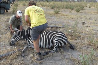 Researchers tag a wild zebra with a GPS device.