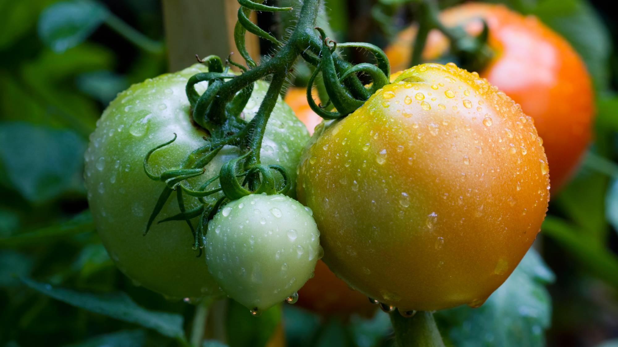 Green, yellow, and red tomatoes on a vine covered in water droplets