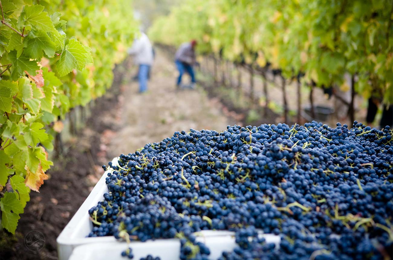 Harvesting grapes in Californian vineyard