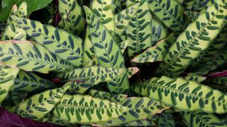 Rattlesnake plant