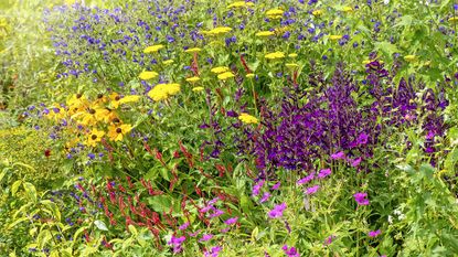 Late summer border bursting with color from rudbeckias, salvia, yarrow, and geranium