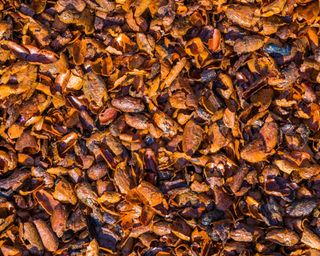 cacao shells as mulch