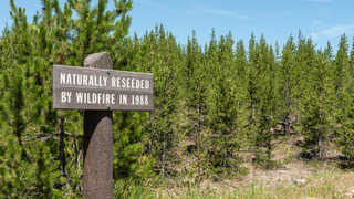 Yellowstone National Park