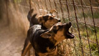 Two dogs behind a fence barking