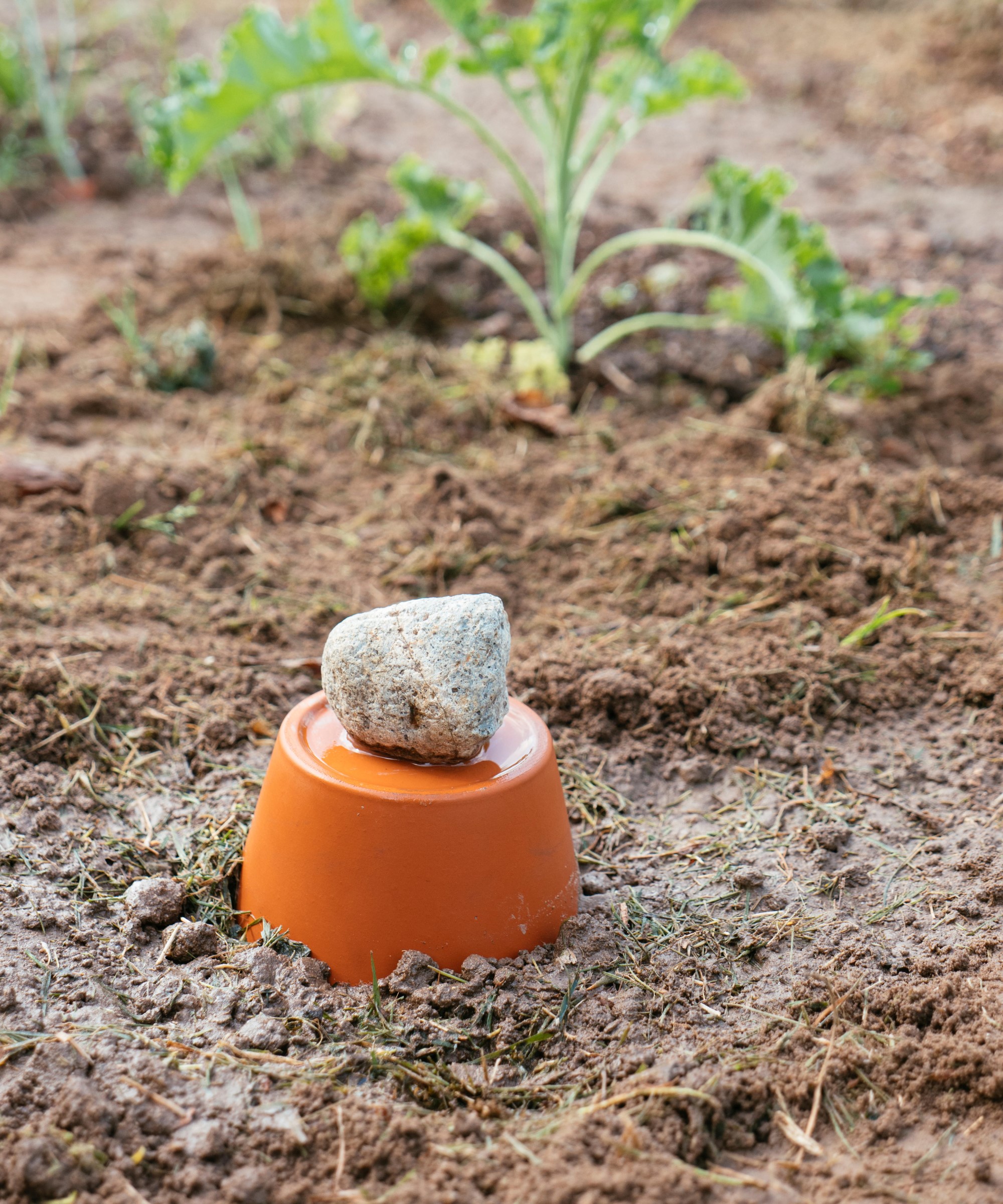 What is a garden olla and how can it water your plants? | Homes & Gardens