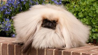 Pekingese sitting on wall