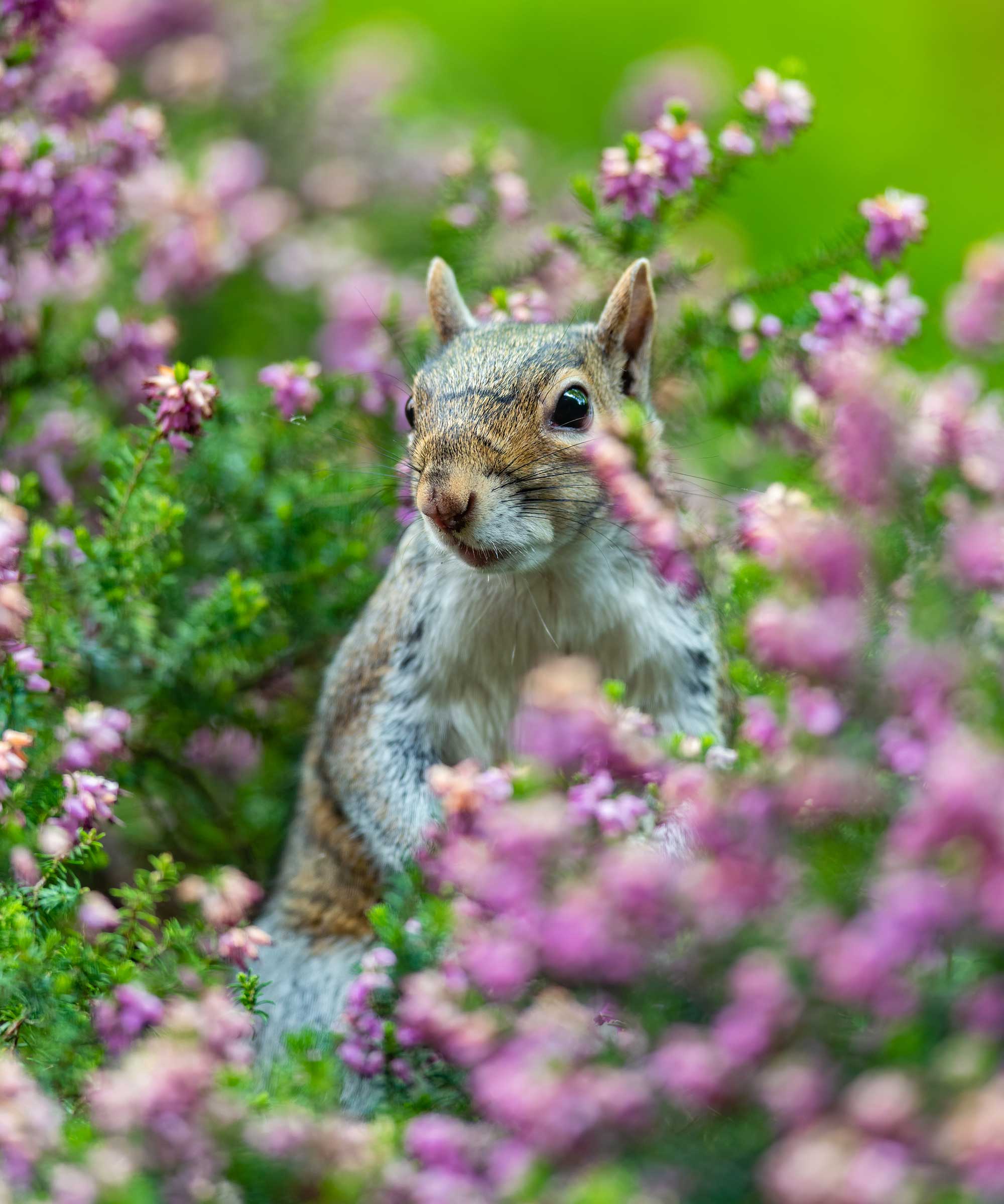 squirrel amongst heather