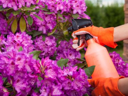 Gardener Spraying Rhododendron Bushes