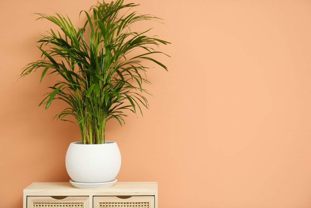 A potted palm against a peach colored wall