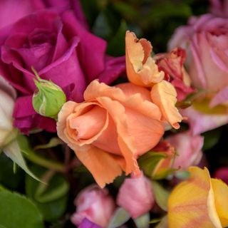 roses with tight-budded and pink or yellow flowers