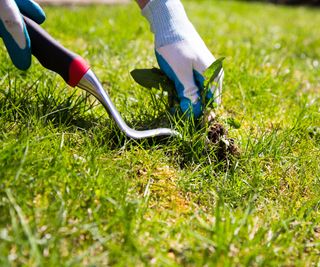 Using a traditional patio weeder