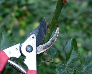 A close-up of cutting a rose stem with sharp pruning shears at a 45-degree angle