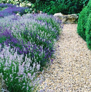 Lavender lining pathway in garden